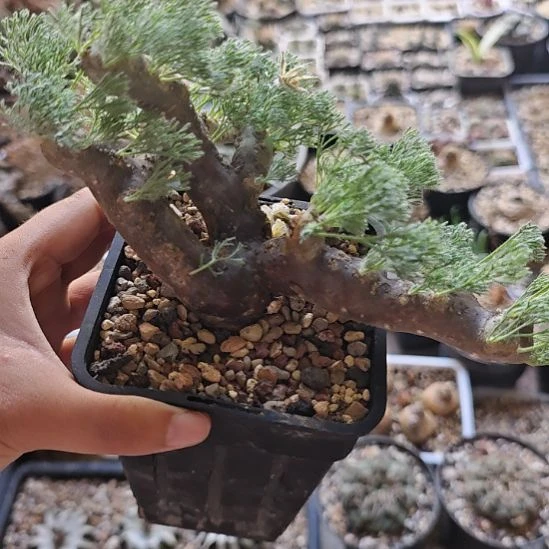 产地养定的黑皮月界