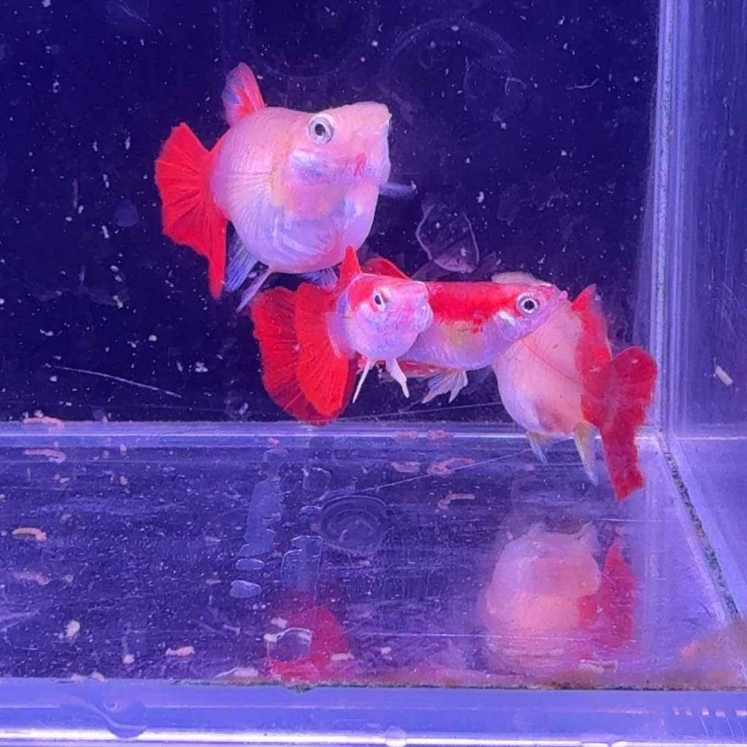 孔雀鱼黄爆球2对孔雀鱼