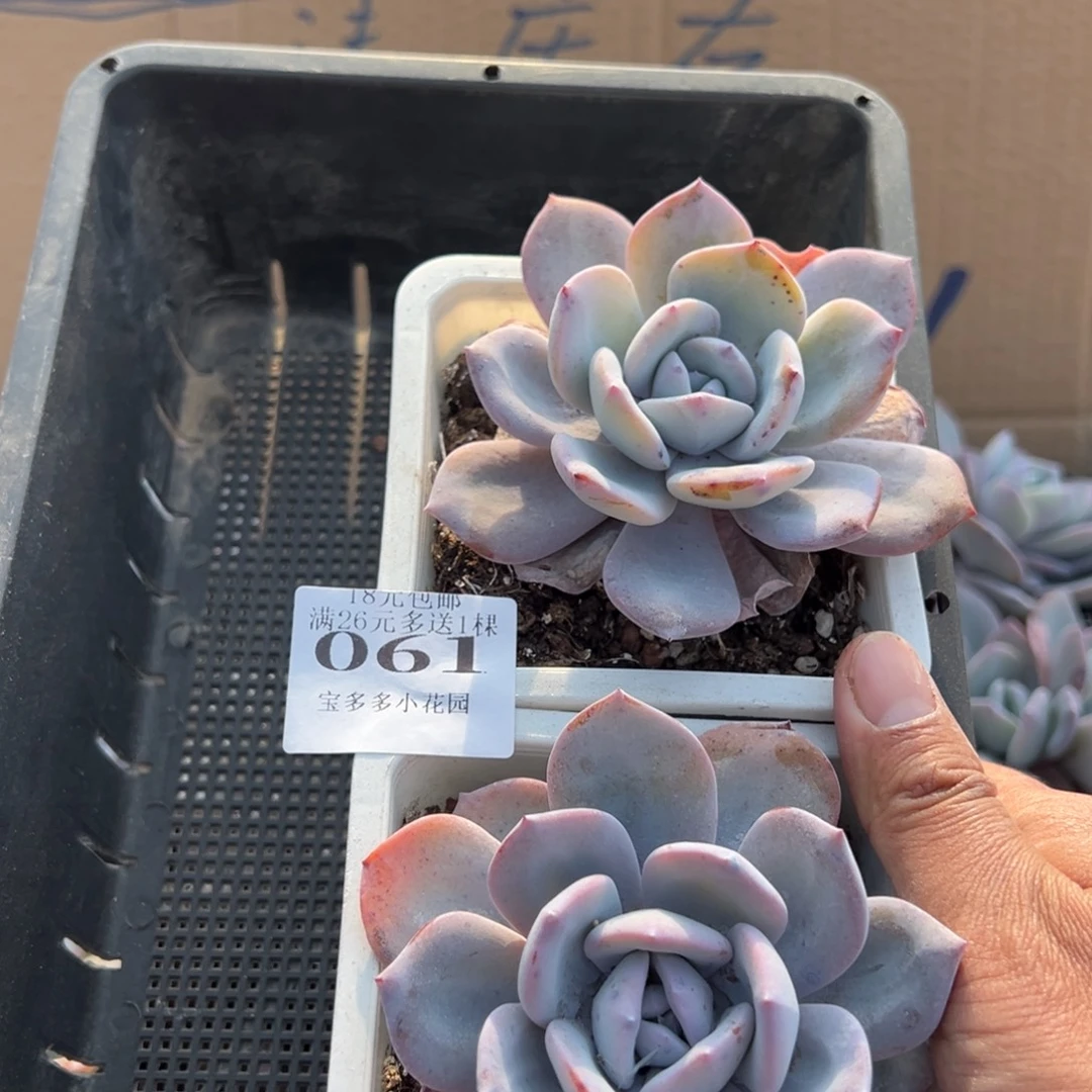 061号韩版奶茶单头到手2颗9cm 量拍多肉满18元包邮下午发货