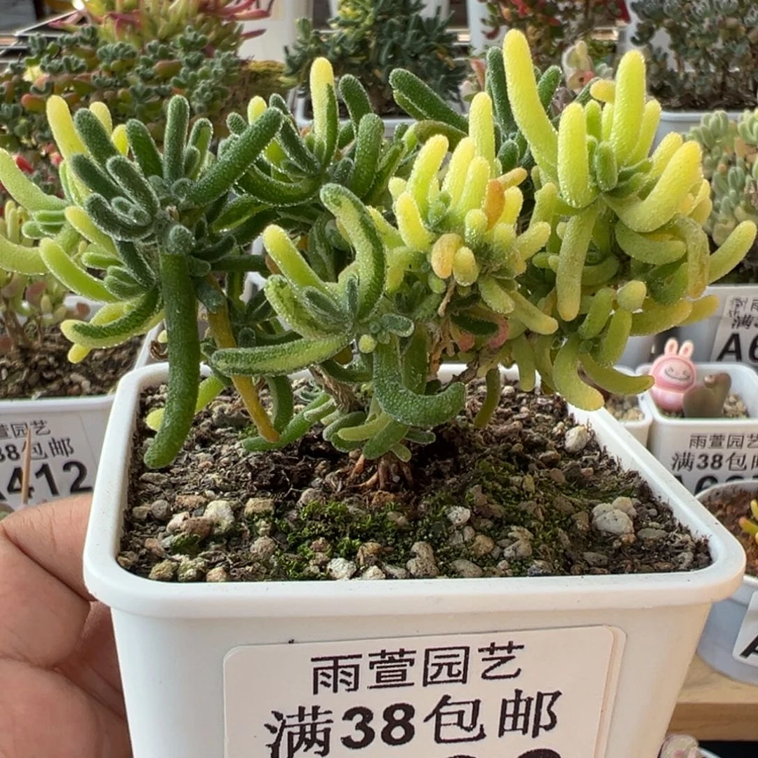 1-936荧光兔阴阳拉丝锦七方盆