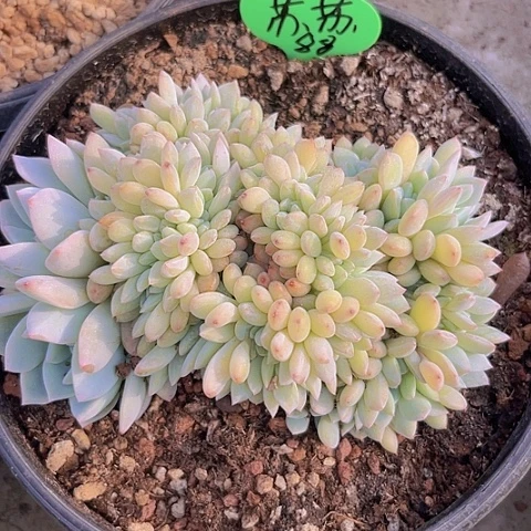 一物一拍星影缀化