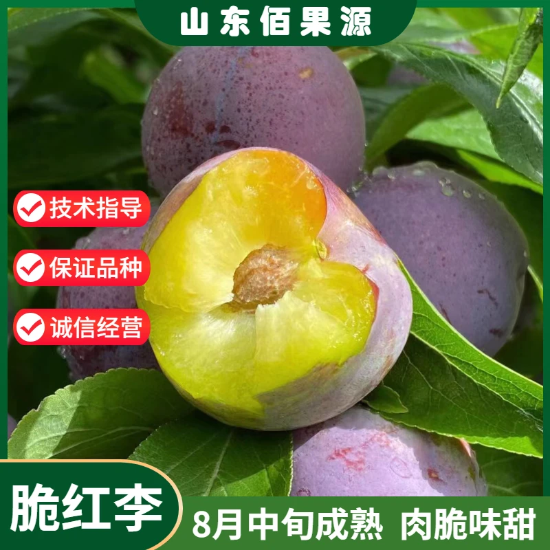 四川晚熟脆红李树苗红脆李子苗脱骨李子果树苗南北方种植当年结果