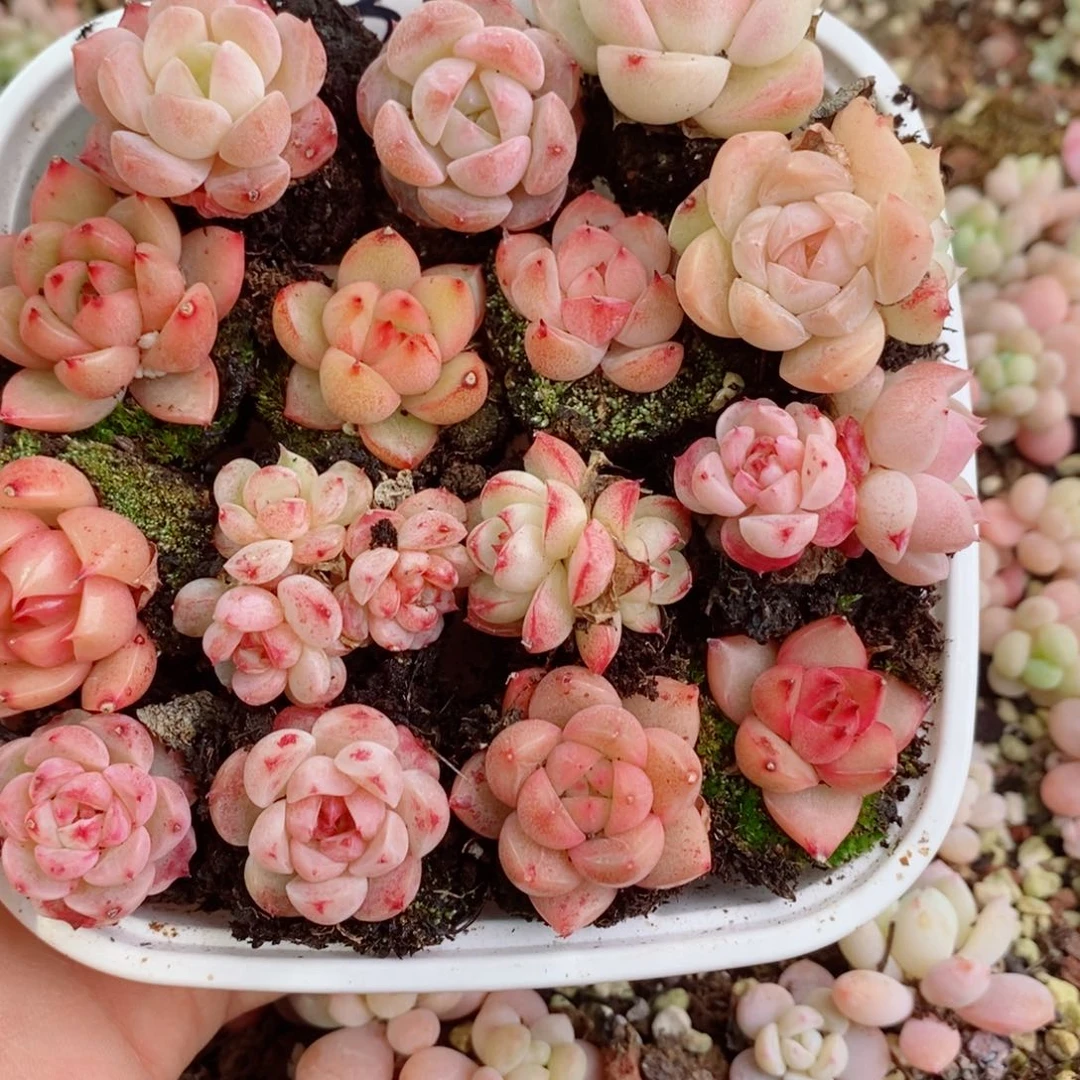 吴*姐2-301 新疆西藏内蒙不发其他一单包邮两到三公分多肉