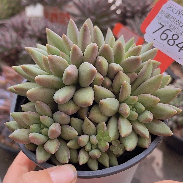 7684水晶球。