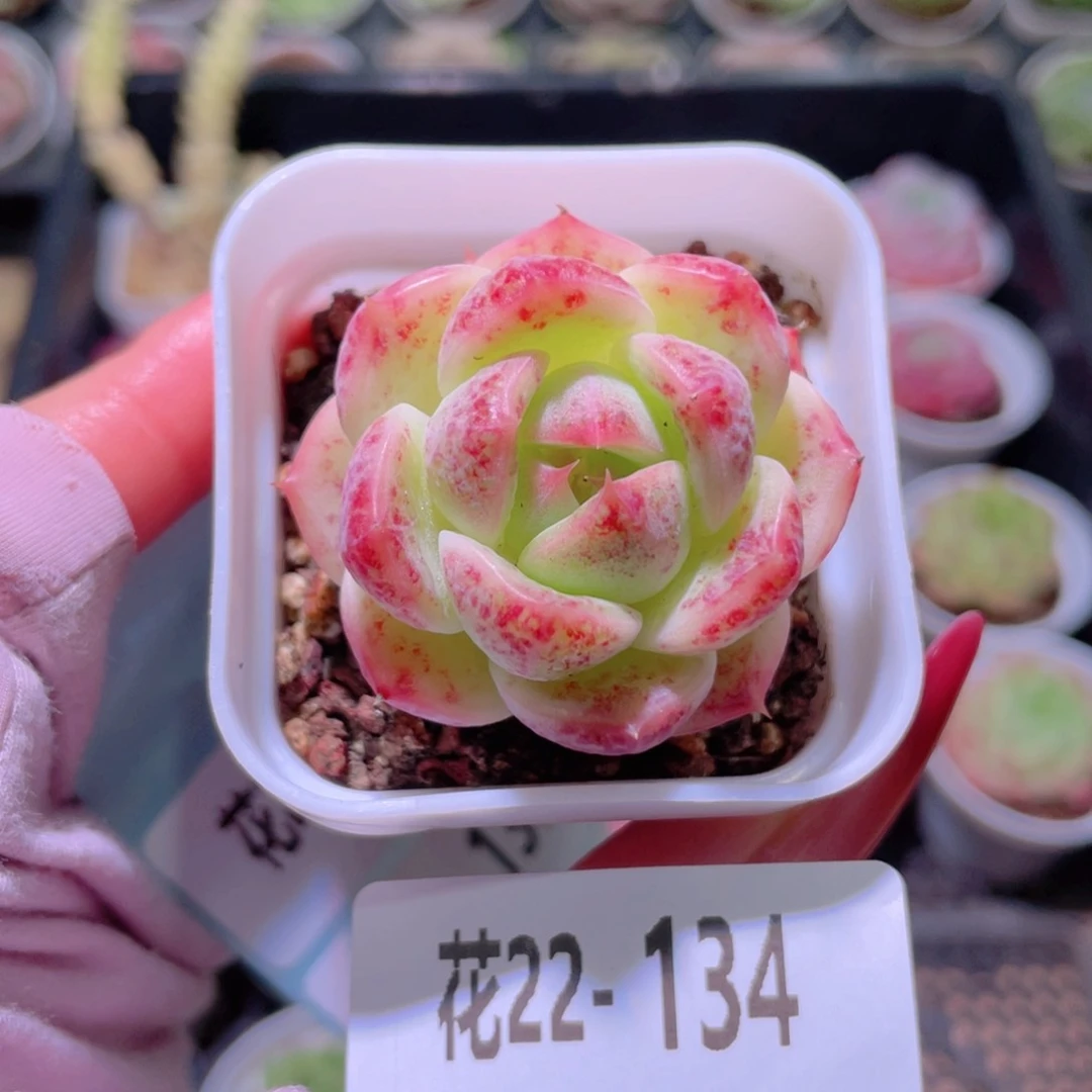 花利美22-134新品单头