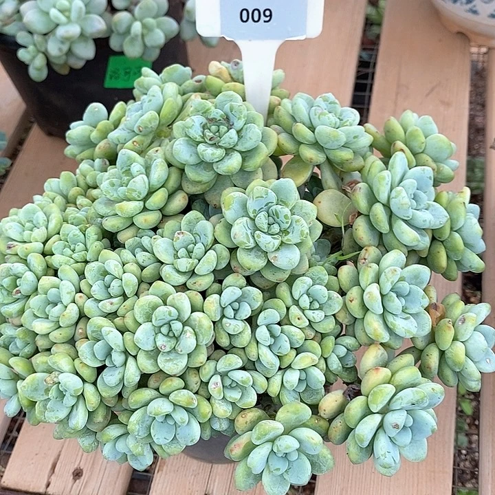 009-直播福利 劳尔