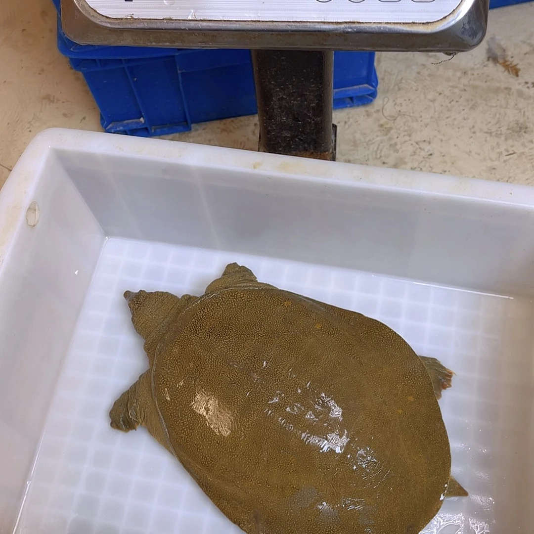 中国大陆野生甲鱼包邮包活