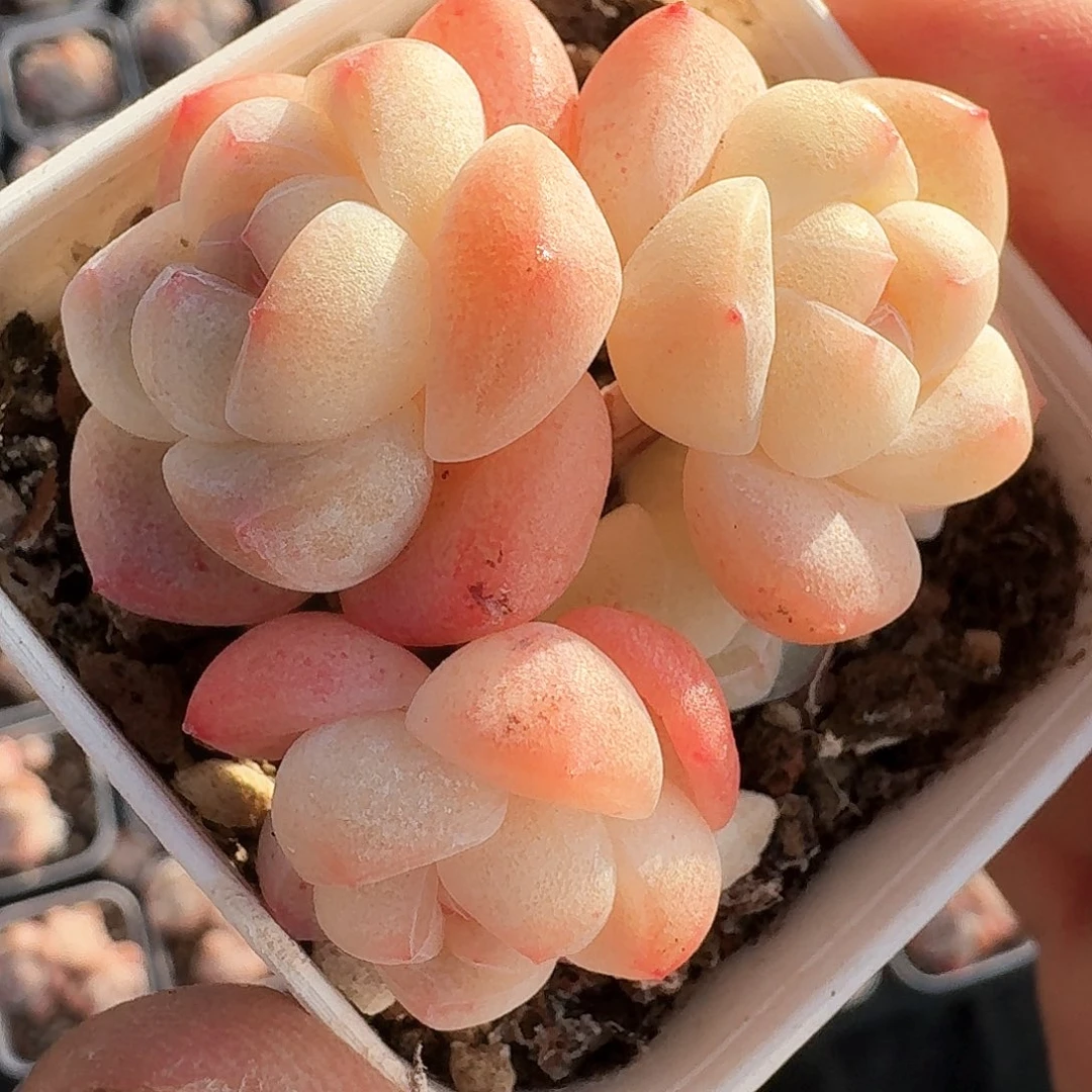 长腿包子脸多肉群生老桩