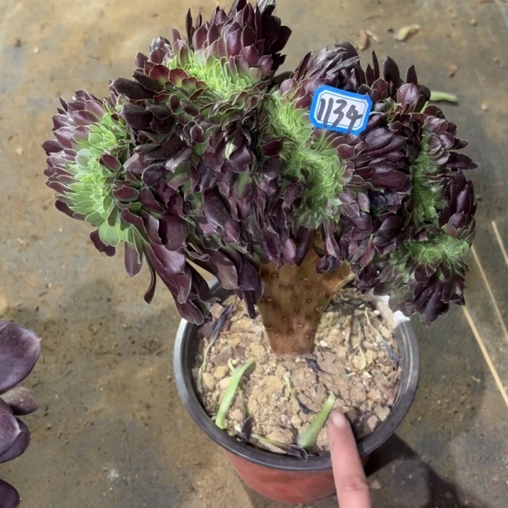 绿欧缀1134一物一拍多肉