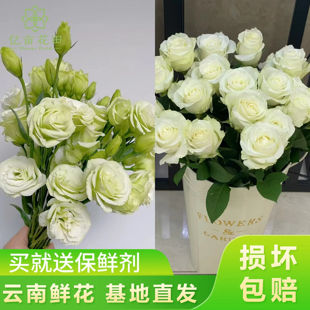 【爆款鲜花套餐】骄傲10支+绿色洋桔梗400g鲜花直播间现场直播卖花