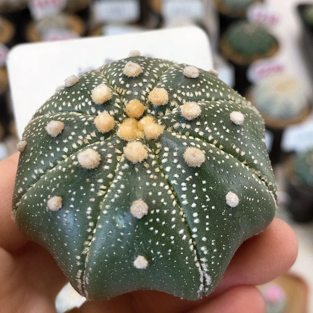 038海星系列产品