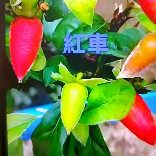 无花朵红车扦插苗