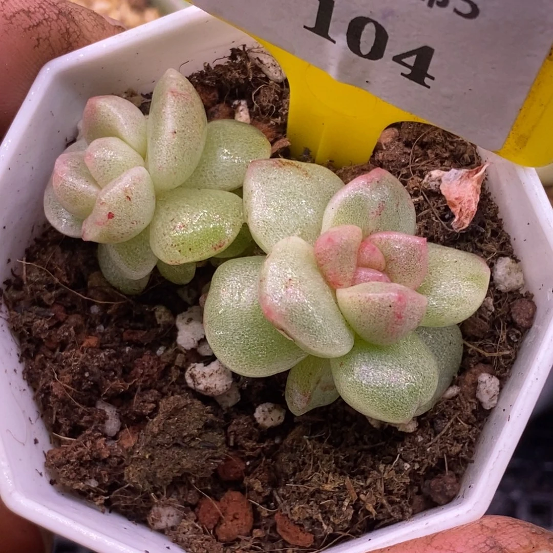 5104冰玉石化双头拉丝