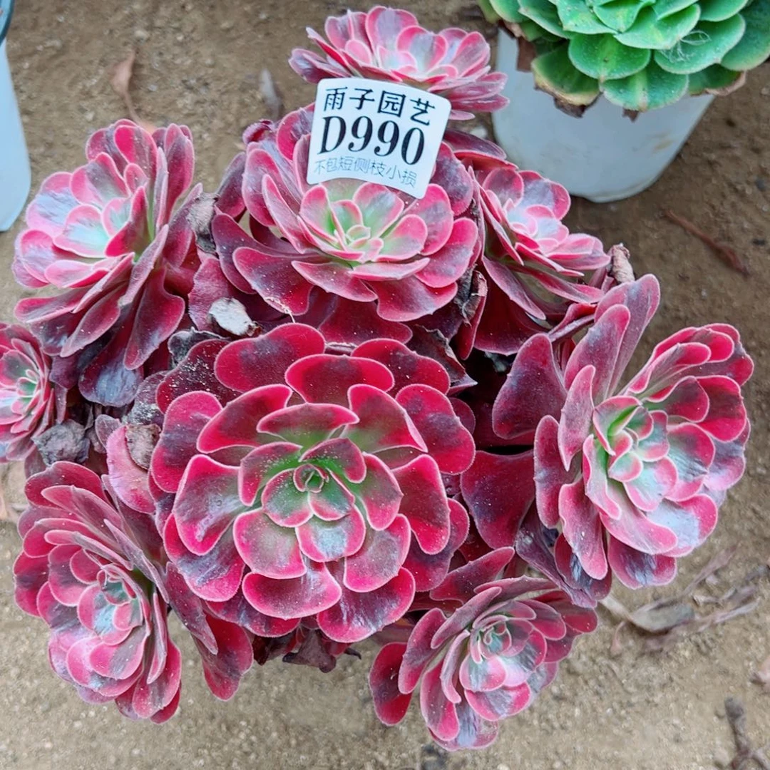 990爱神尺寸20左右