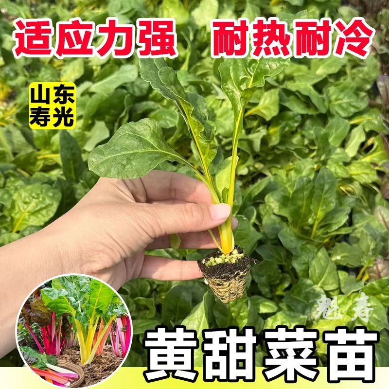 寿光高甜甜菜苗秧红梗红叶甜菜种子多茬采收阳台四季盆栽金叶甜菜