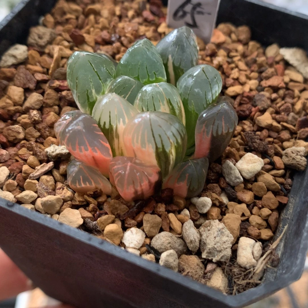 65玉露十二卷多肉