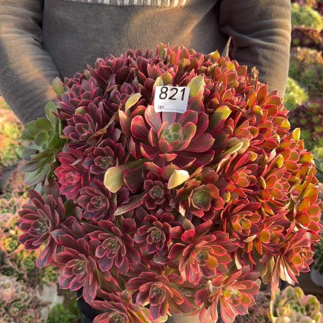 821浣纱多肉植物