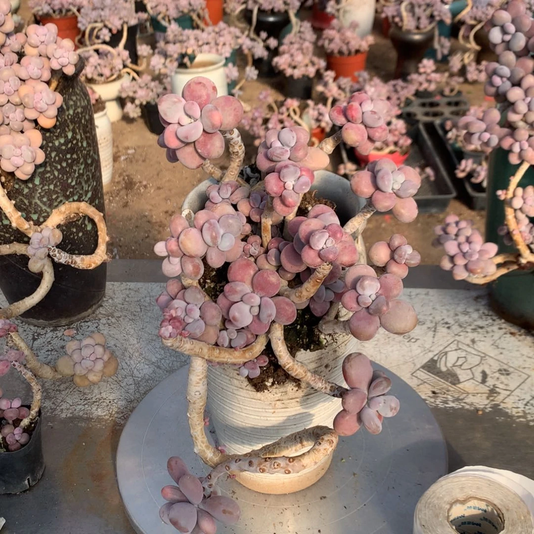 桃蛋老桩不带盆13号