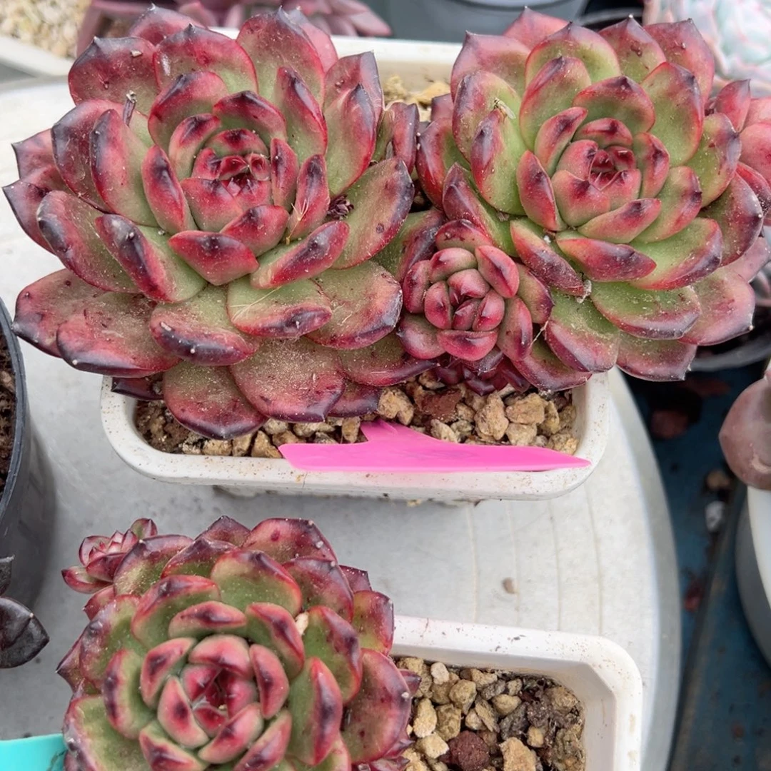 精品多肉植物老桩