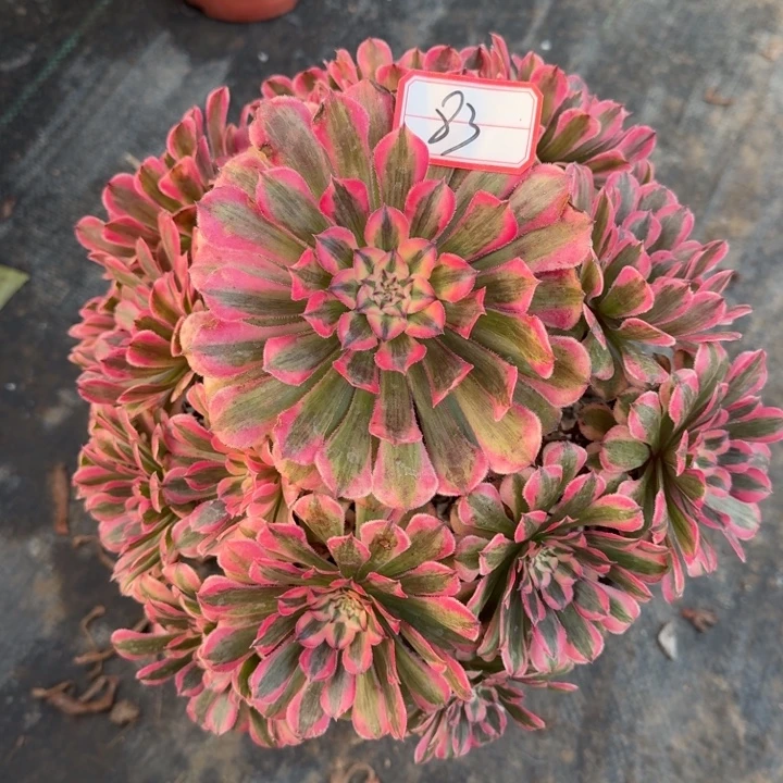 83号粉铜法师植物