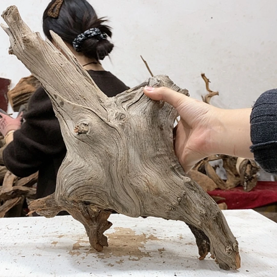 【闪购商品】柏木龍*轩我们都是好孩子