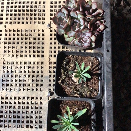 曾***耶开播！随机的一切可以利用