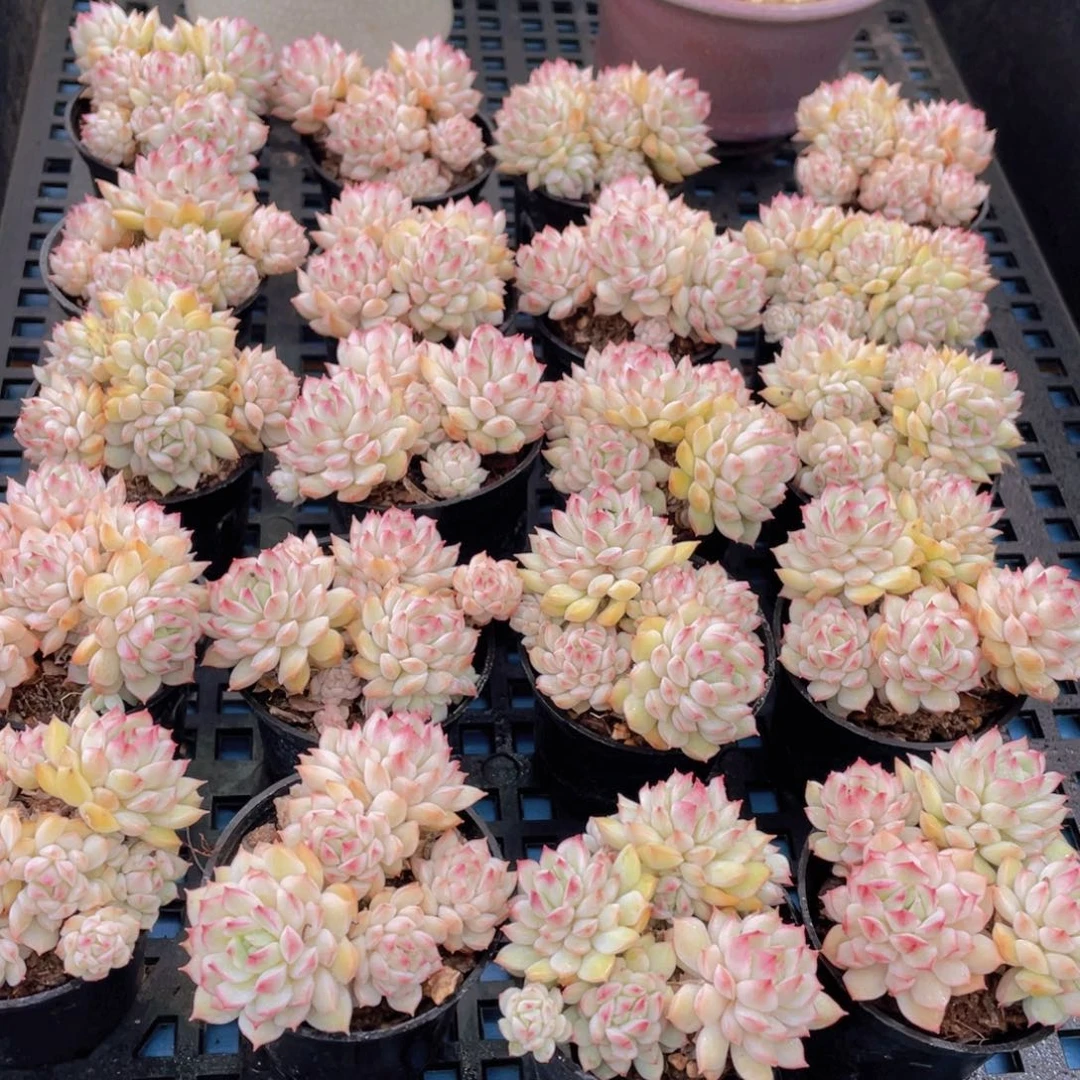 量拍53号白底小乔群生两个