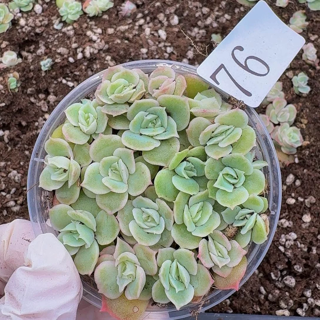 多肉植物多肉植物76