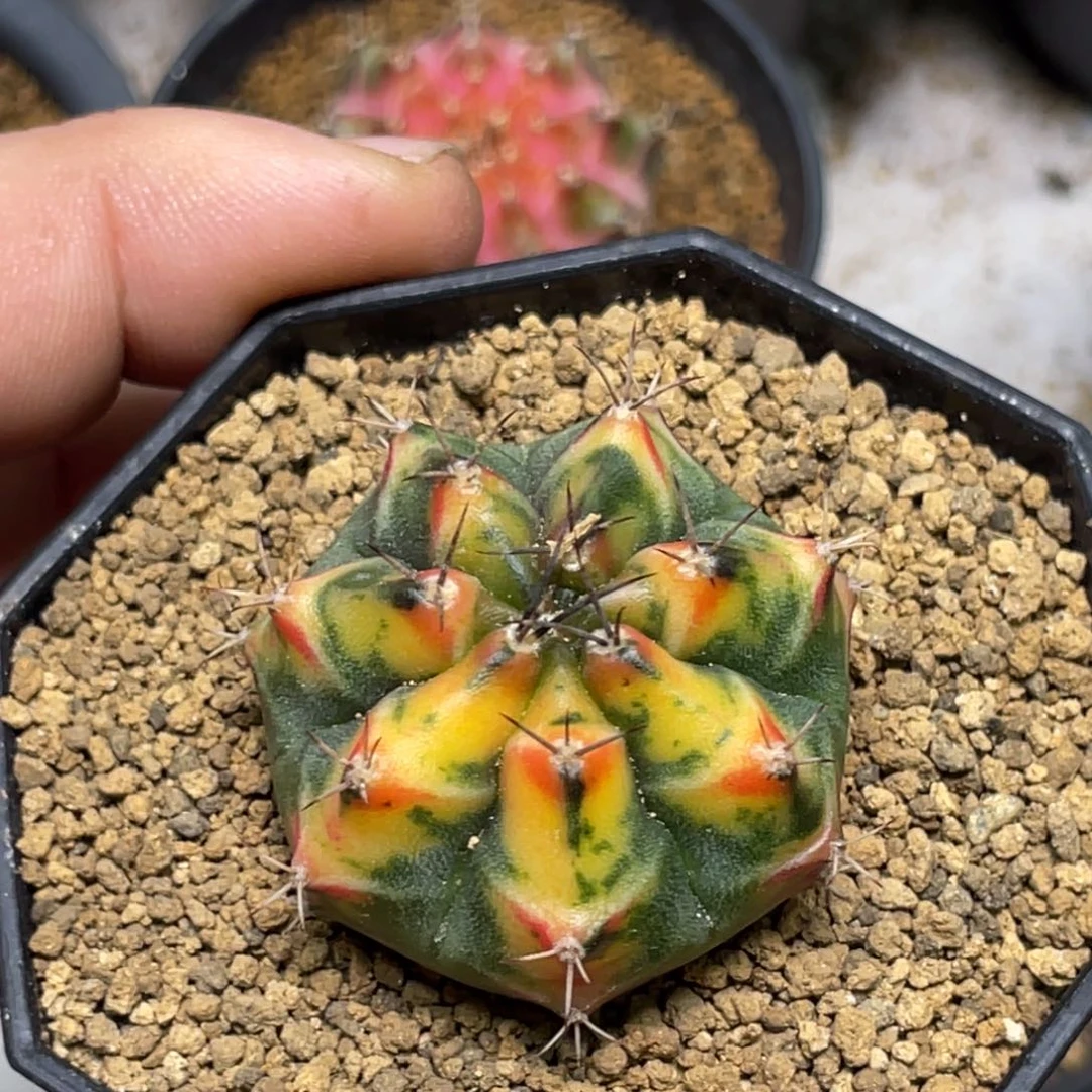 当前无花朵，栽培后可花朵橘黄虎斑红唇