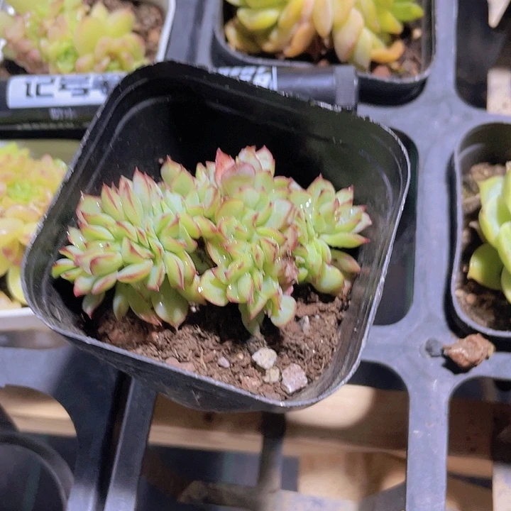 M*X精品桌子上月光女神缀多肉植物