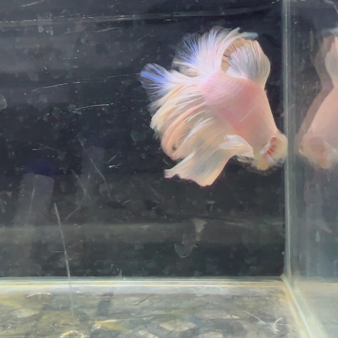 斗鱼浅色特殊尾hhhh