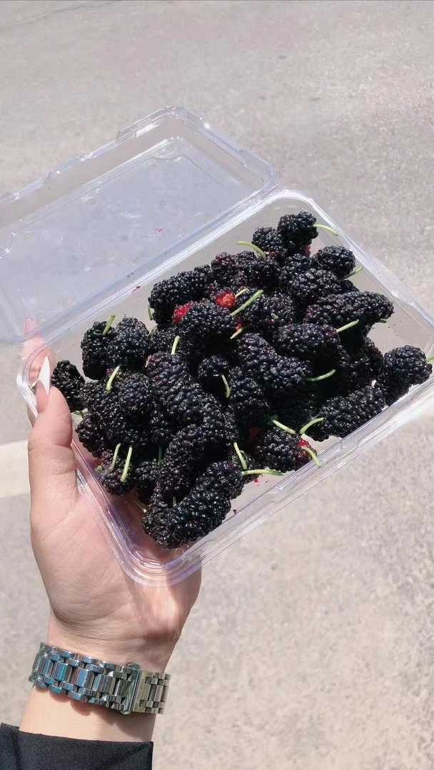 新鲜多肉桑葚，现吃现摘