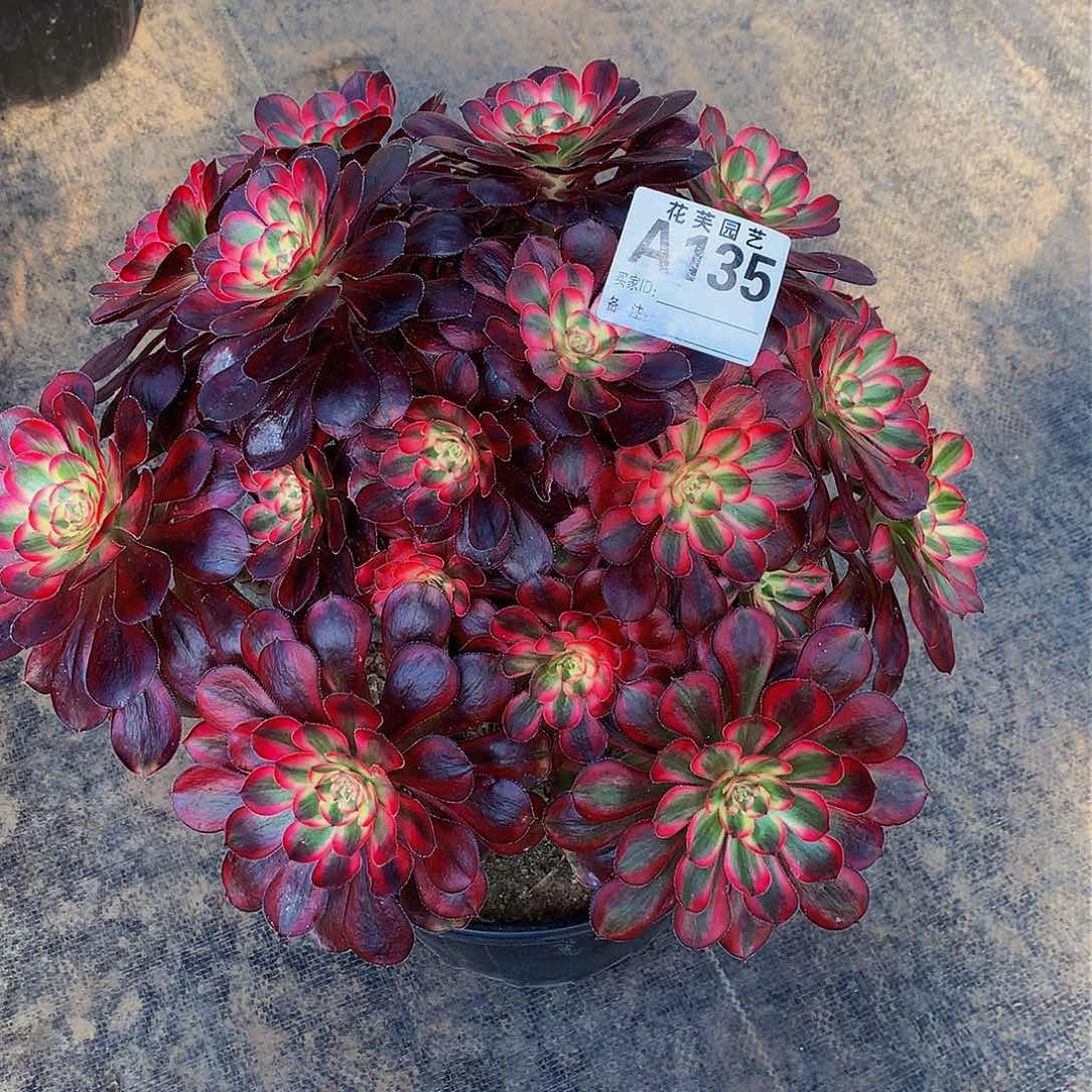 135多肉法师香奈儿