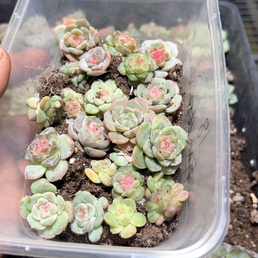 有**绥糖心切糕有狐的18