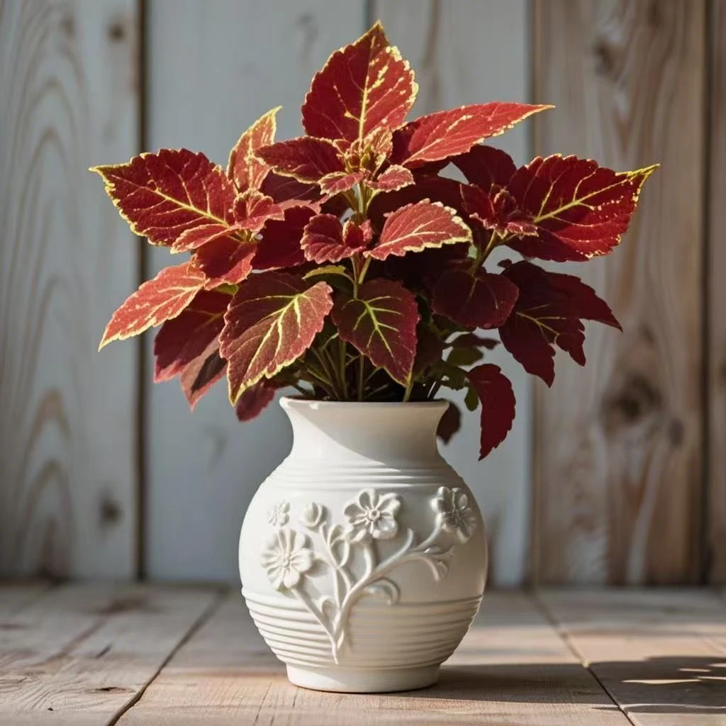 彩叶草金边红彩叶草盆栽好养易活五彩苏室内阳台植物室外庭院