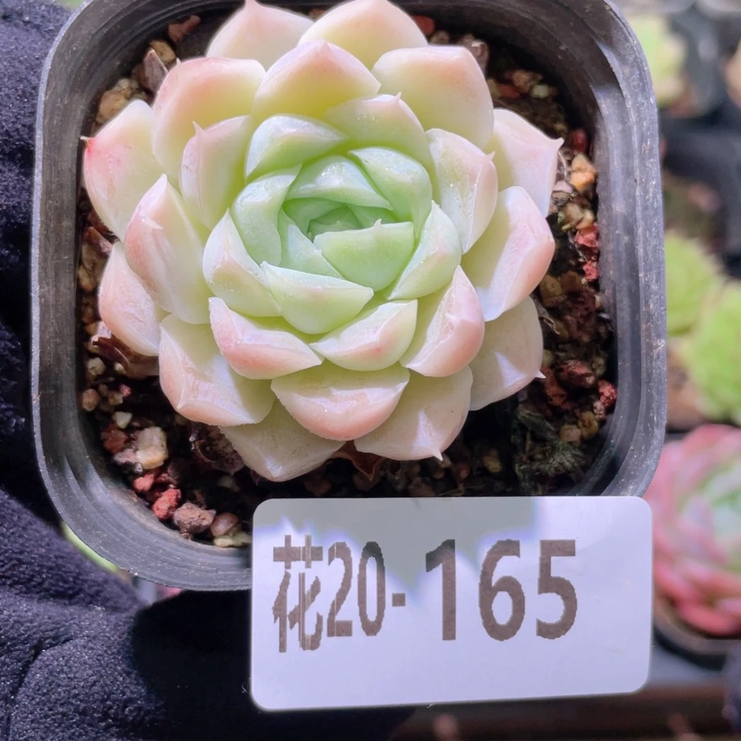 花利美20-165白月影