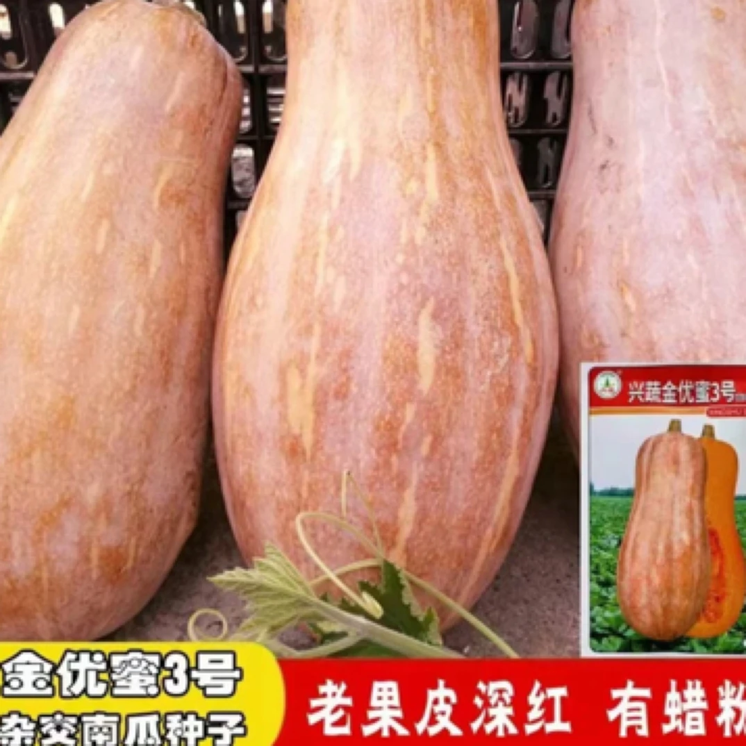 蜜本南瓜籽超粉甜面南瓜早熟高产密本南瓜籽春夏秋播蔬菜种籽简单