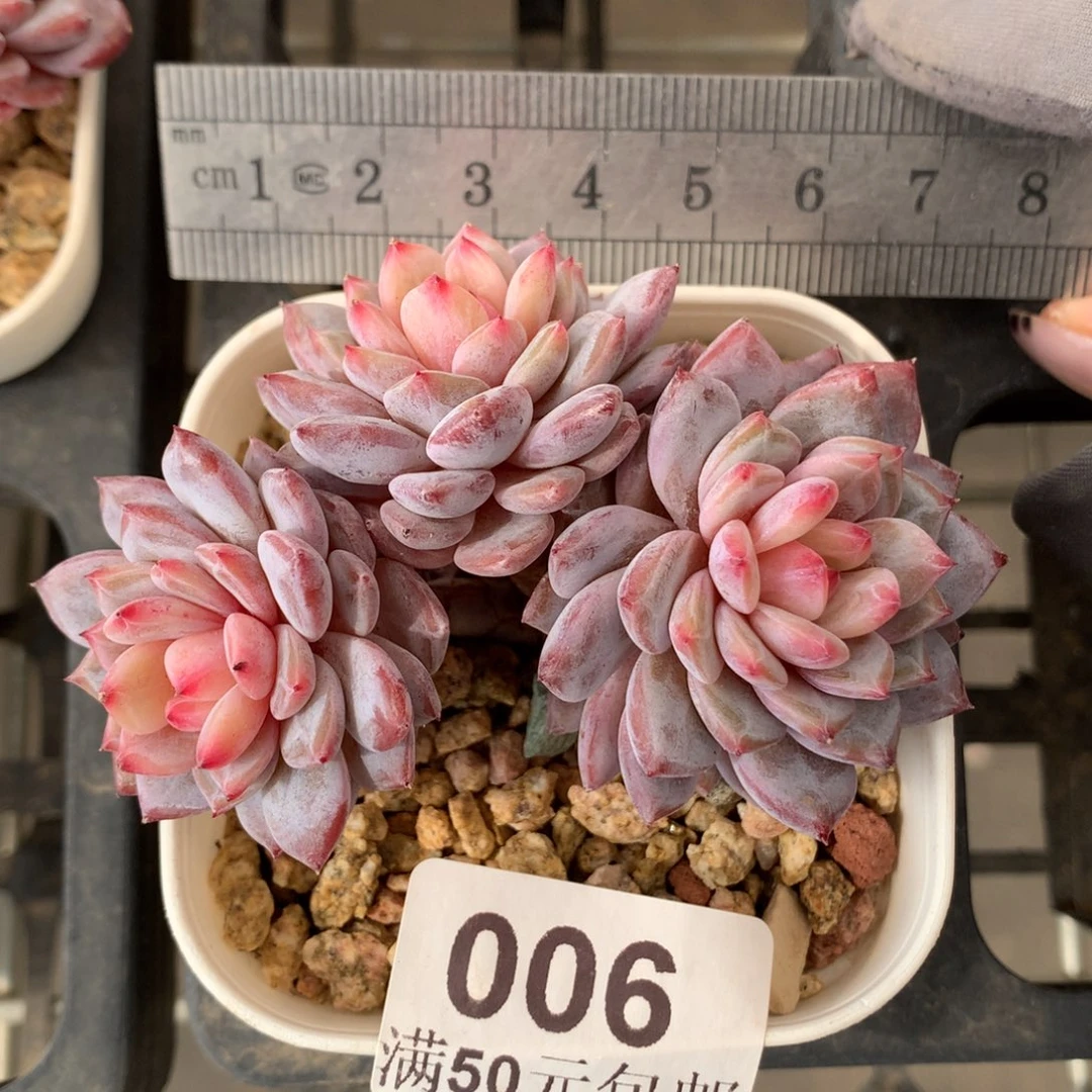 6。小树桩三头玉芙蓉。