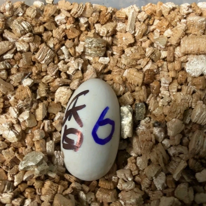 不分公母蛋龟麝香蛋88福利一个