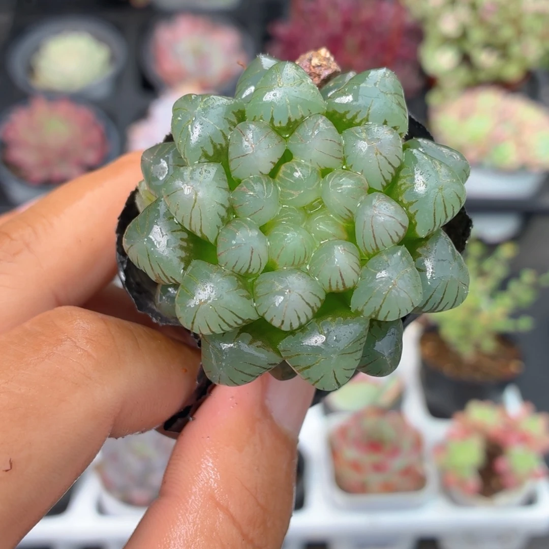 姬玉露多肉9.9包邮发货