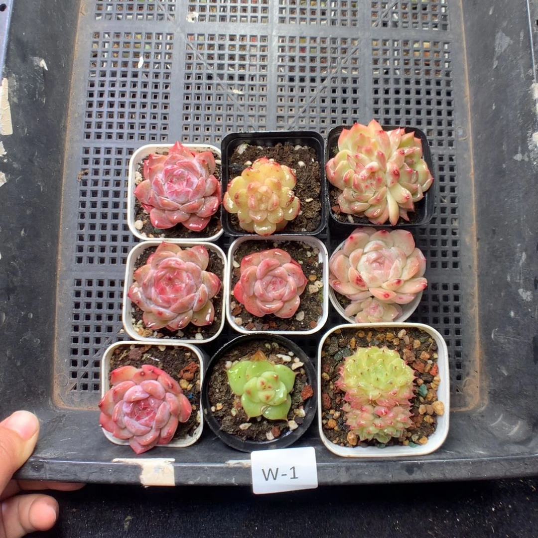 全部花朵W1英语英语