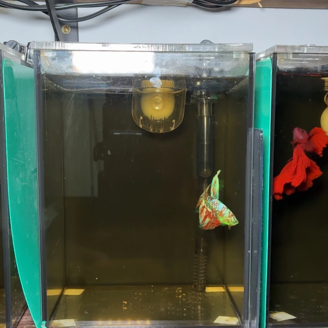 斗鱼绿魔巴塞隆半月