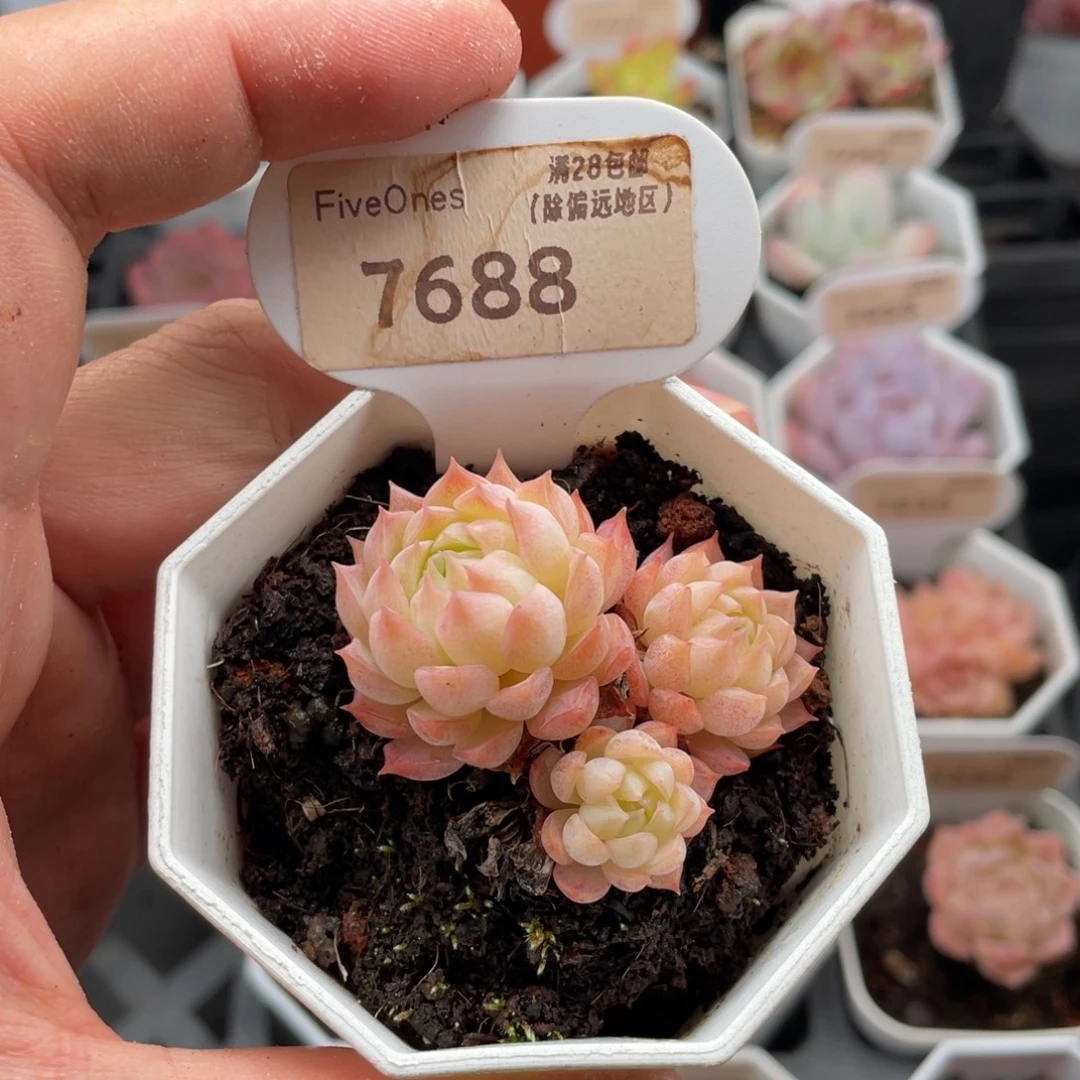 朱砂痣7688-4.5厘米
