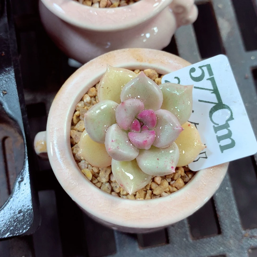 5厘米盆精控多肉577