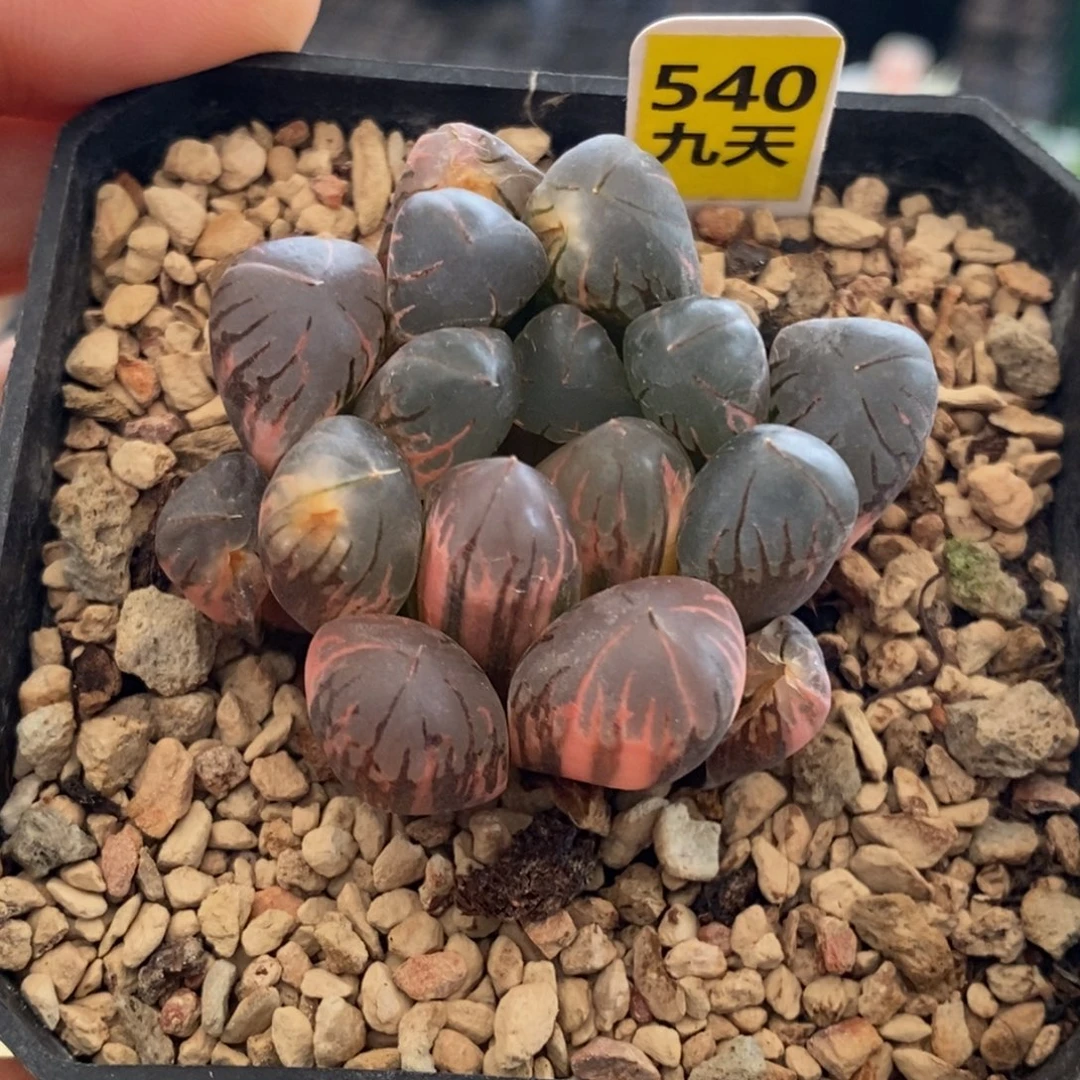 540号玉露锦多肉植物