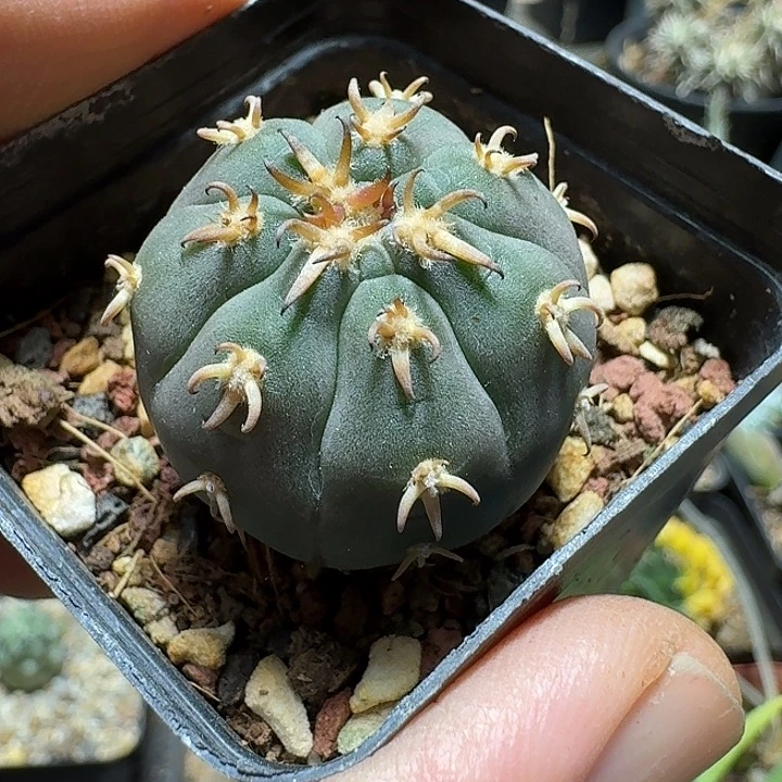 159猫爪实生脱土发货