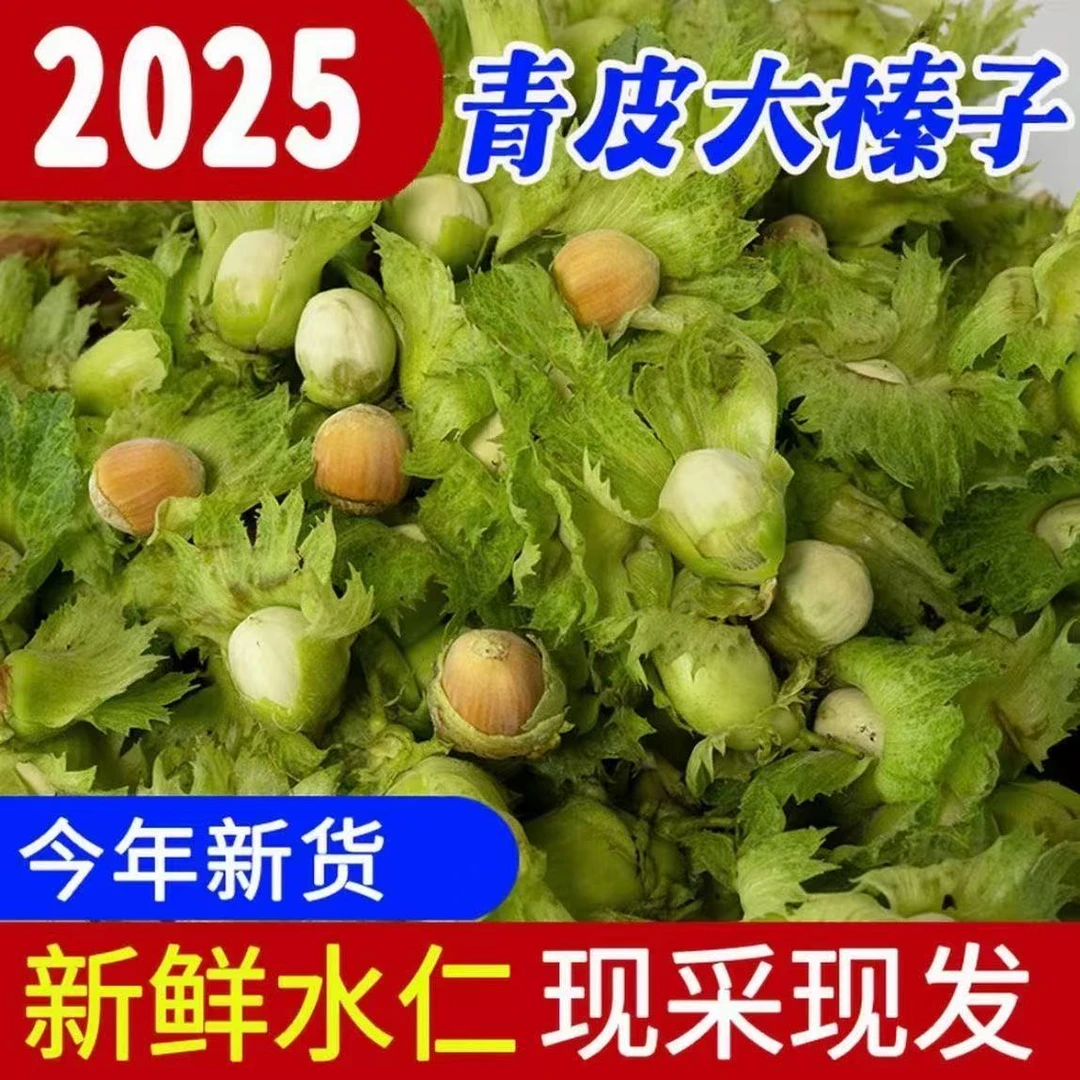 25年精品果 现摘现发青皮水仁东北大榛子 新鲜带绿皮水瓤 鲜坚果