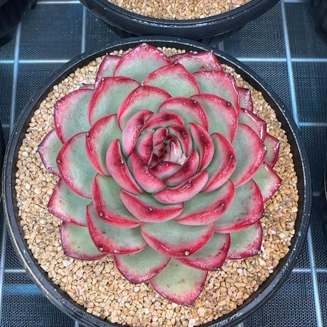 从前慢甄选多肉编号万宝龙