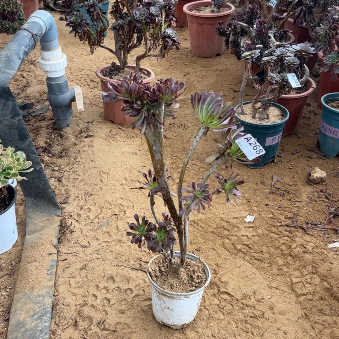 黑缀有伤268满28包邮