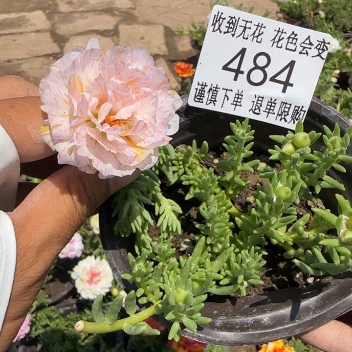 无花朵484超小苗盆口10cm